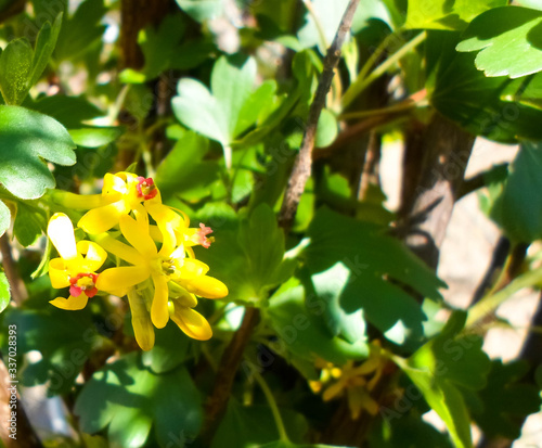 Beautiful yellow flowers and green leaves on a currant bush. spring currant bush blooms