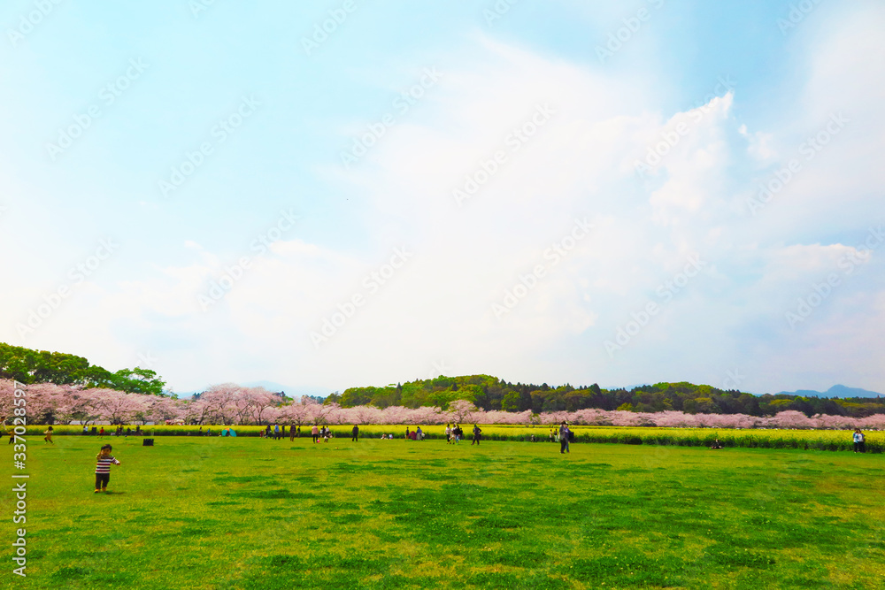Fototapeta premium 桜と菜の花 西都原古墳群