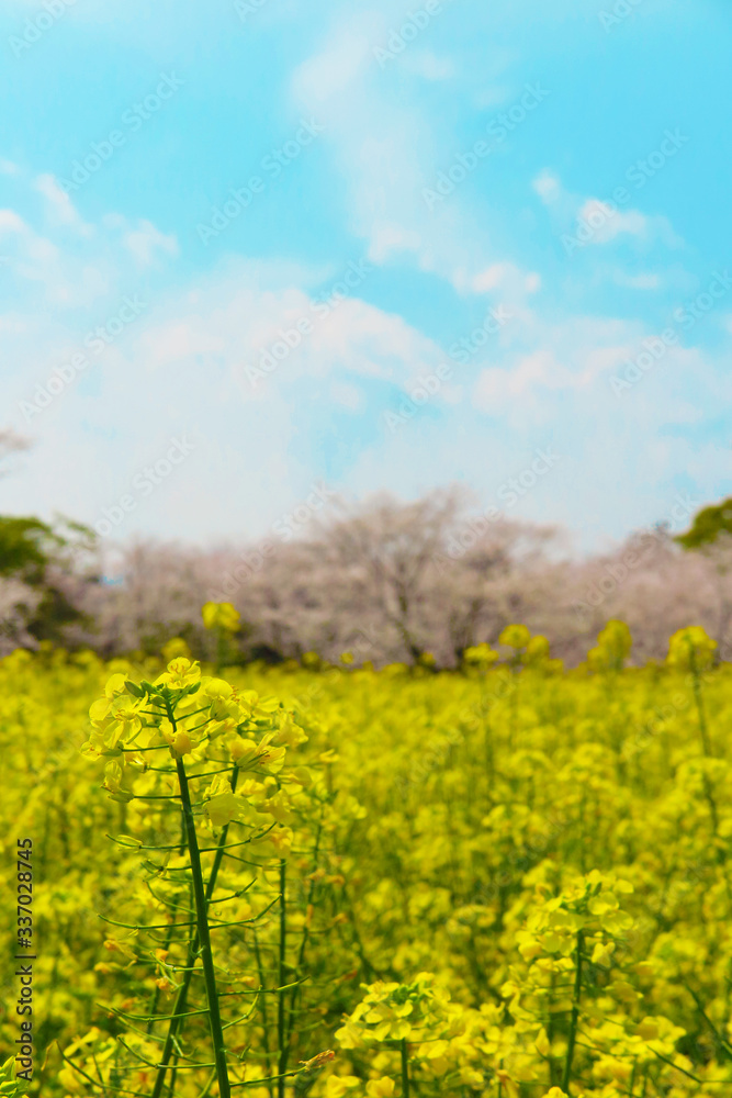 桜と菜の花 西都原古墳群 桜と菜の花 西都原古墳群