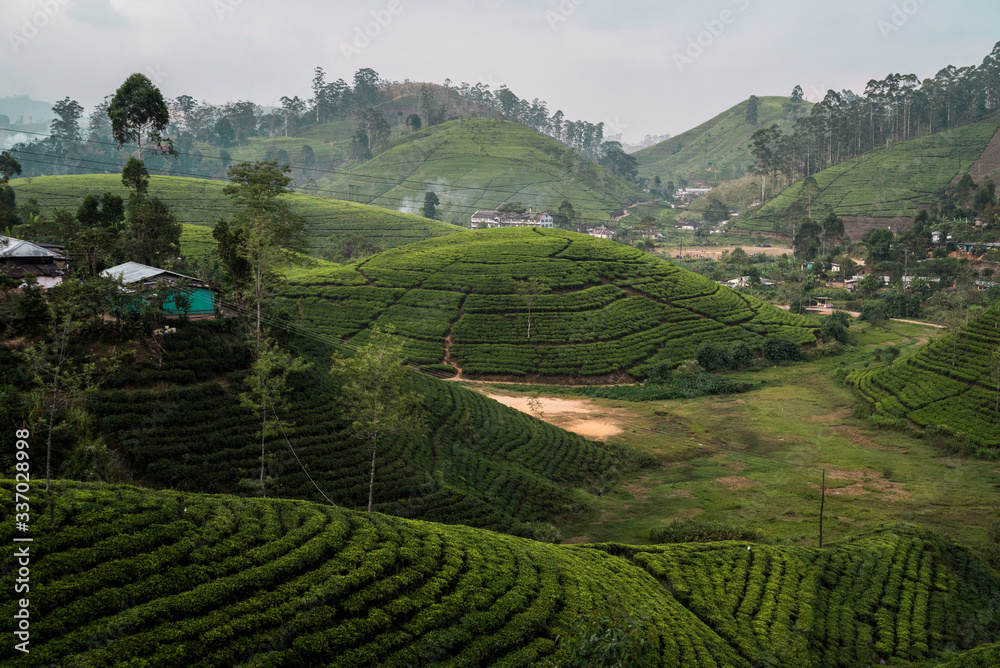 rounded tea field hills in Sri Lanka