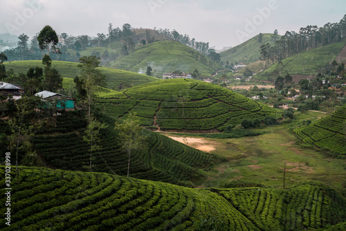 rounded tea field hills in Sri Lanka © Zach