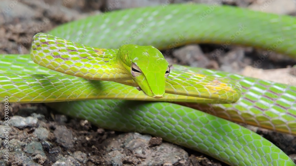 Obraz premium Oriental whip snake or Ahaetulla prasina&nbsp;is a species of&nbsp;snake&nbsp;in the family&nbsp;Colubridae&nbsp;native to southern&nbsp;Asia. Its common names include&nbsp;Asian vine snake.