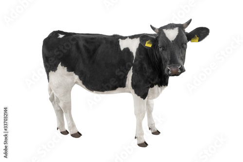 Young black and white cow isolated on a white background.