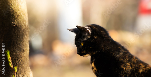 Portrait of a black beautiful young cat in profile looking at the corner of the screen