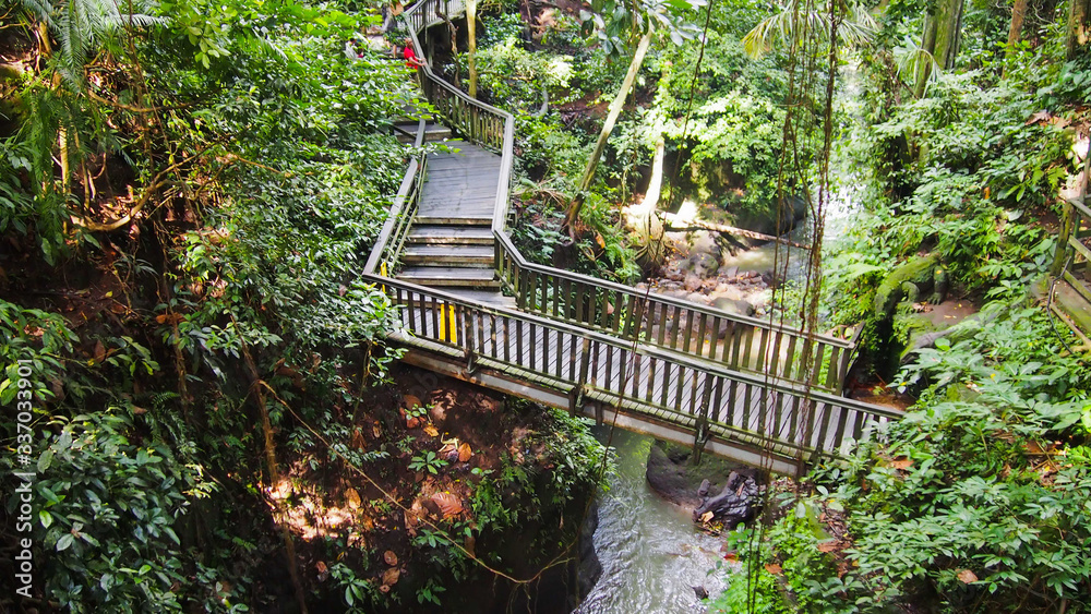 Bridge in Ubud`s Monkey Forest Sanctuary with huge old tree with log roots and branches, Bali, Indonesia. Bridge in Ubud`s Monkey Forest Sanctuary