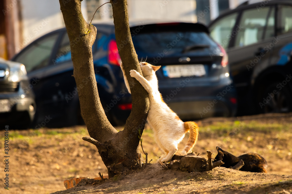 Cat stretches on a tree, meme funny photo animal