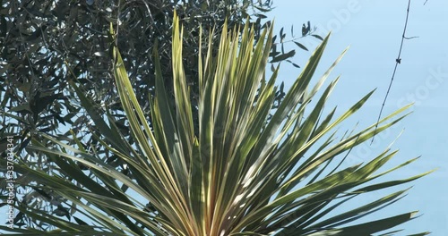 Dracaena plant and olive branches move in the wind. Mediterranean spring garden with the Ligurian sea in the background.