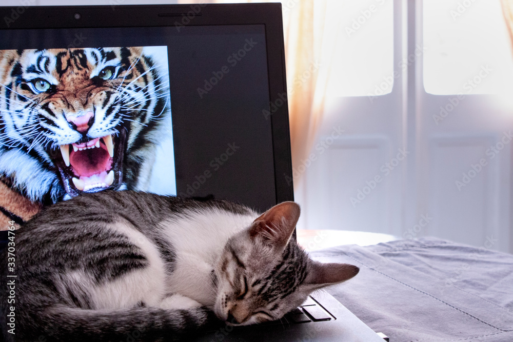Ταπετσαρία Un gatto dorme pacificamente mentre dietro in un computer compare una tigre che