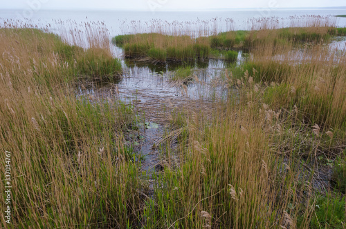 Reflection of shrubs in the water, marshland. Overgrown banks of water bodies.