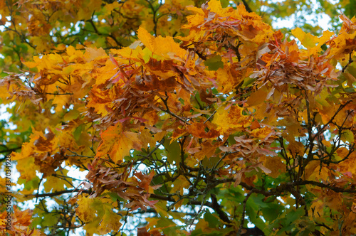 Yellow and red leaves of trees. Background of autumn leaves.