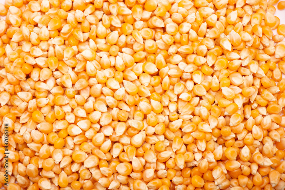 close up of corn grains close up of corn grains