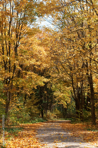 Autumn forest. Autumn in the Park. Yellow and red leaves on trees in autumn. A forest road. © SeagullNady