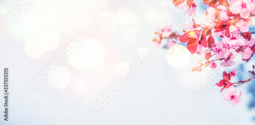 Spring blossom background. © Guschenkova