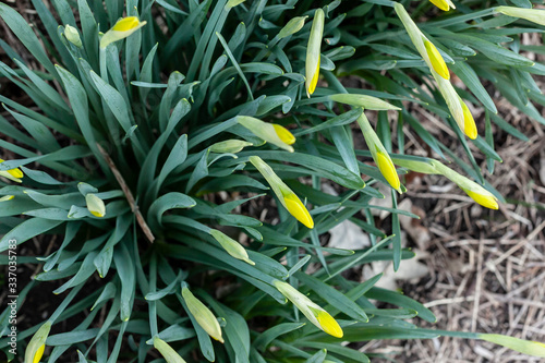 Looking down on daffodil bulbs in the garden with mulch around them.