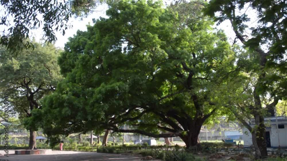 Front View of one old large banyan tree in public park at autumn sunset time. Brightly lit by beautiful sunbeam on treetop. Vibrant Green color leaves. Nature landscape. Tranquil background scene. Front View of one old large banyan tree in public park at autumn sunset time. Brightly lit by beautiful sunbeam on treetop. Vibrant Green color leaves. Nature landscape. Tranquil background scene.