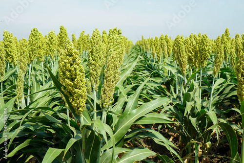 Selective soft focus of Sorghum field in sun light photo
