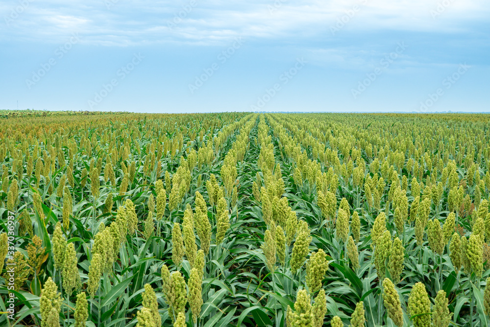 Φωτογραφία Selective soft focus of Sorghum field in sun light