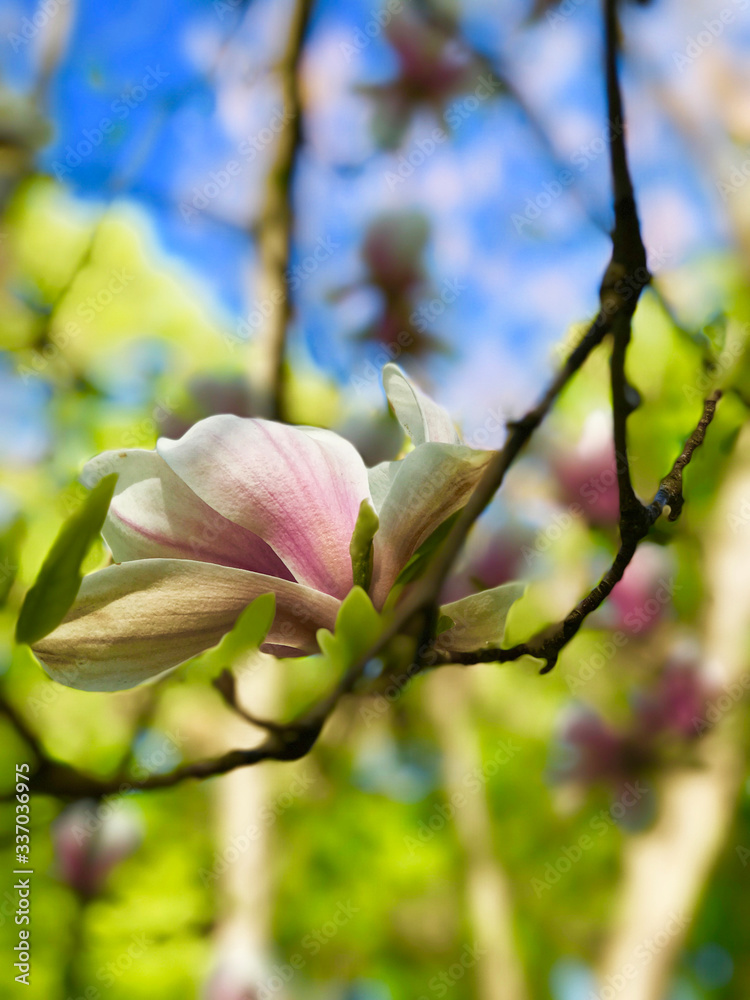 Obraz premium Flower magnolia. Botanical decoration concept. Floral art on nature background, flowers in bloom as nature backdrop for luxury holiday design.