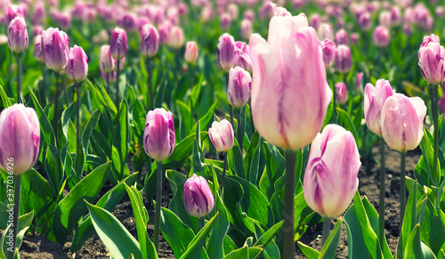 Bright and colorful flowers on the background of spring landscape. Group of colorful tulip. Flower tulip lit by sunlight. Soft selective focus.