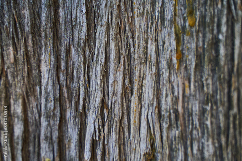 Closeup cypress bark in spring in a park