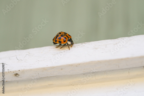 Asian Lady Beetle in Springtime
