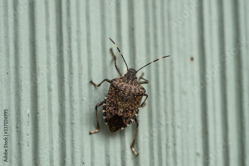 Brown Marmorated Stink Bug in Springtime photo