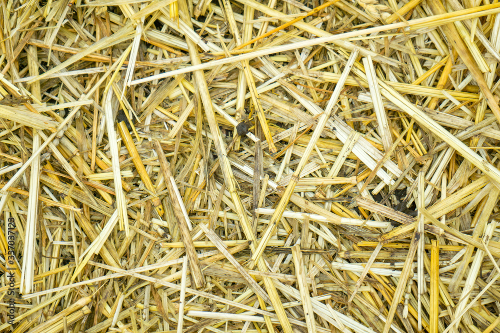 Dry yellow straw grass background texture after havest Dry yellow straw grass background texture after havest