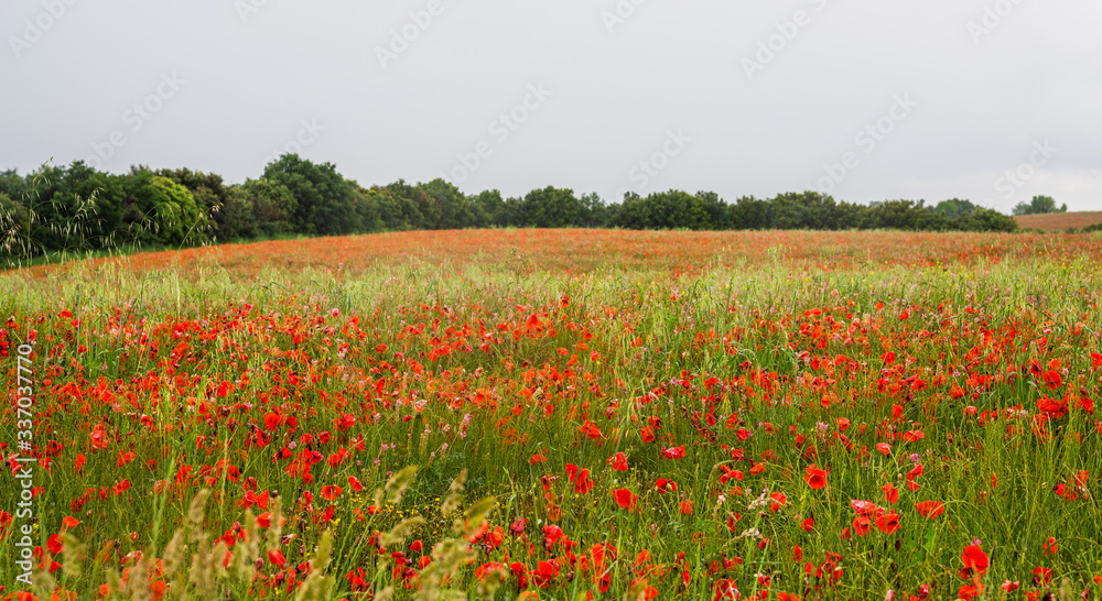 Beautiful field of red poppies. Flower poppy flowering on background poppies flowers. Nature.