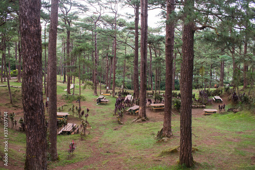 Baguio City is also known as the summer capital of the Philippines. Concrete bench in the middle of Baguio City pine trees.
