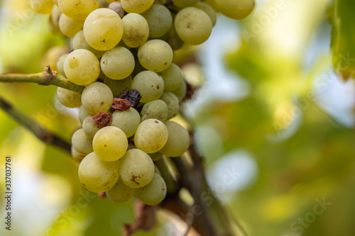 Close-up of white grapes, during September, in Douro, Portugal