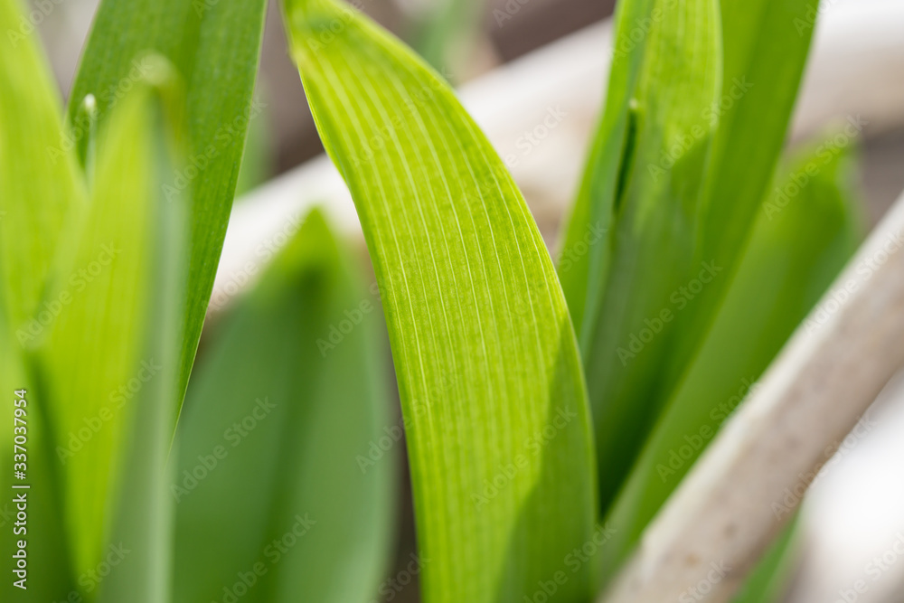 Daylily Leaves Illuminated in Springtime Daylily Leaves Illuminated in Springtime