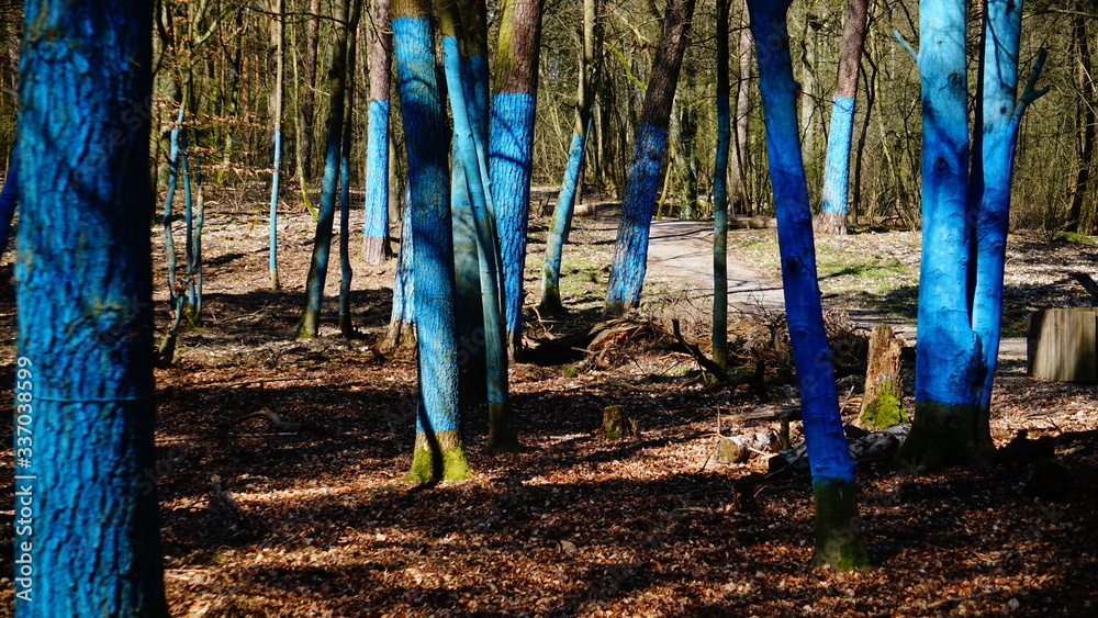 Fototapeta premium forest in the forest