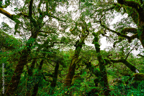 Moss fern covered the forest trees during the rainy season at New Zealand's southern island.