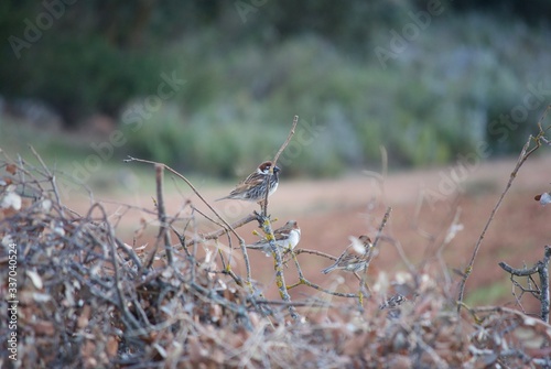 a swallow with brown colours on a branch photo