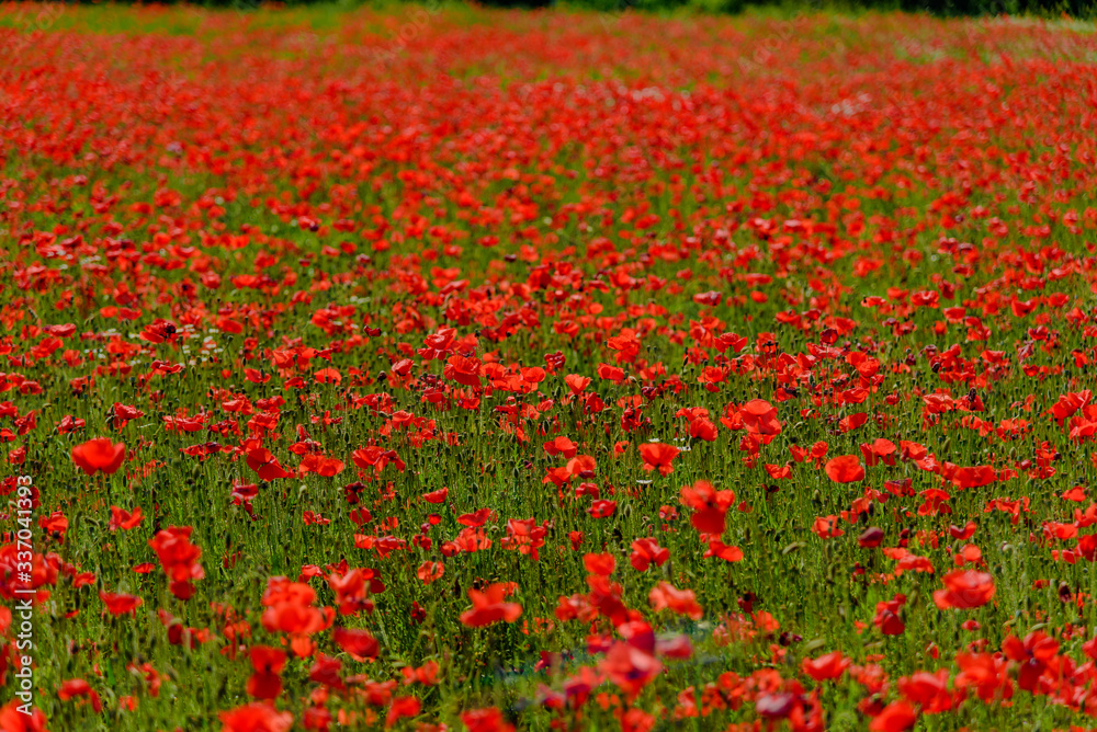 red poppy meadows