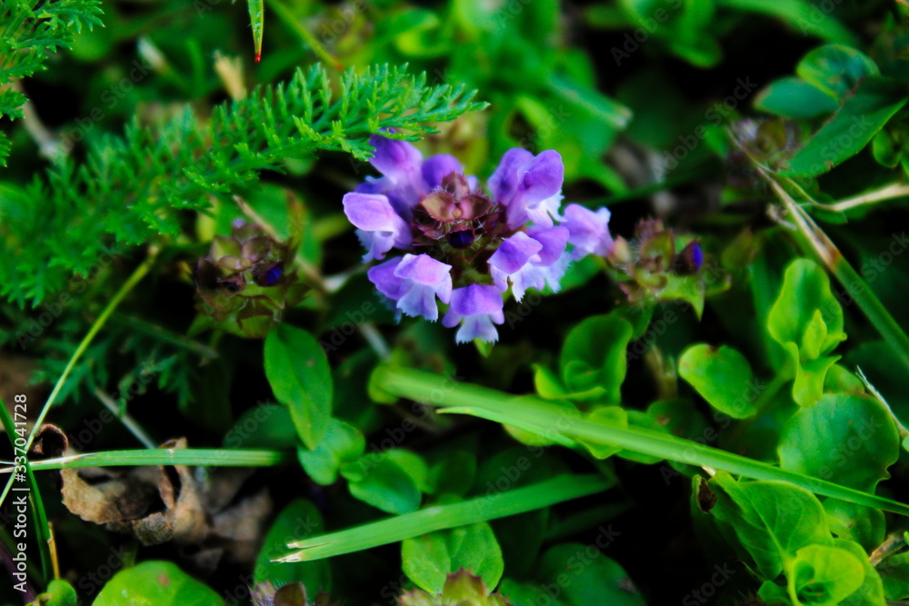 Naturally grown plants on the lawn with a focus on the purple flower Naturally grown plants on the lawn with a focus on the purple flower