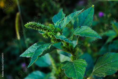 Red root amaranth (Amaranthus retroflexus) photo