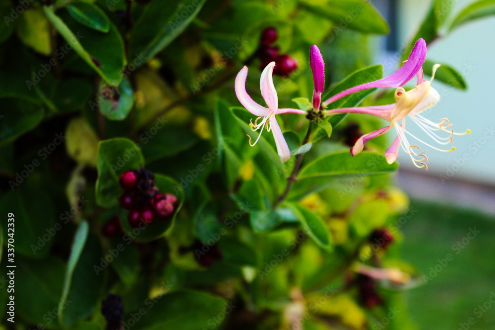 Honeysuckle flower. Close up of honeysuckle flowers (Lonicera periclymenum) against a green leaf background. Honeysuckle flower. Close up of honeysuckle flowers (Lonicera periclymenum) against a green leaf background.