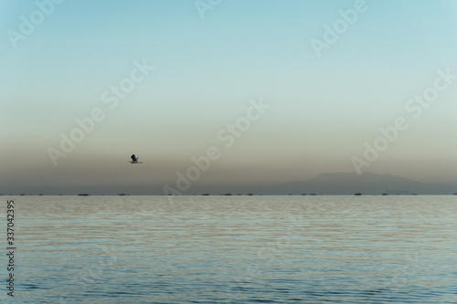 seagulls on the beach © jennythetraveler