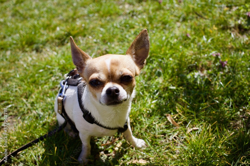 Sweet short haired chihuahua