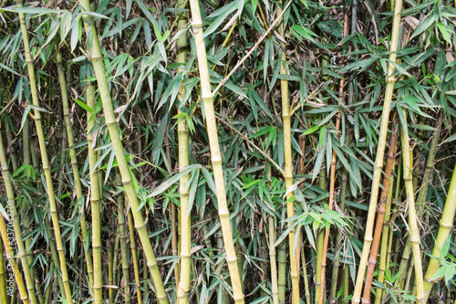 Pattern Of Small Bamboo Plant. Bamboo sticks weaved together to form a bamboo background and pattern
