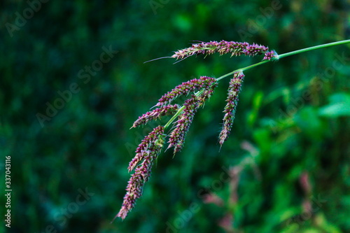 Seedhead of Echinochloa crus-galli, cockspur grass, barnyard millet, Japanese millet, water grass, common barnyard grass, barnyard grass