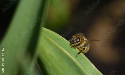 A small honey bee sits on the edge of a green leaf of a tulip against a brown background and looks curiously over the edge