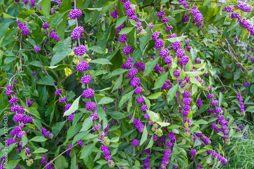 callicarpa beautyberry