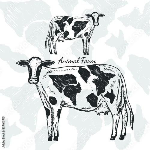 cow on the farm