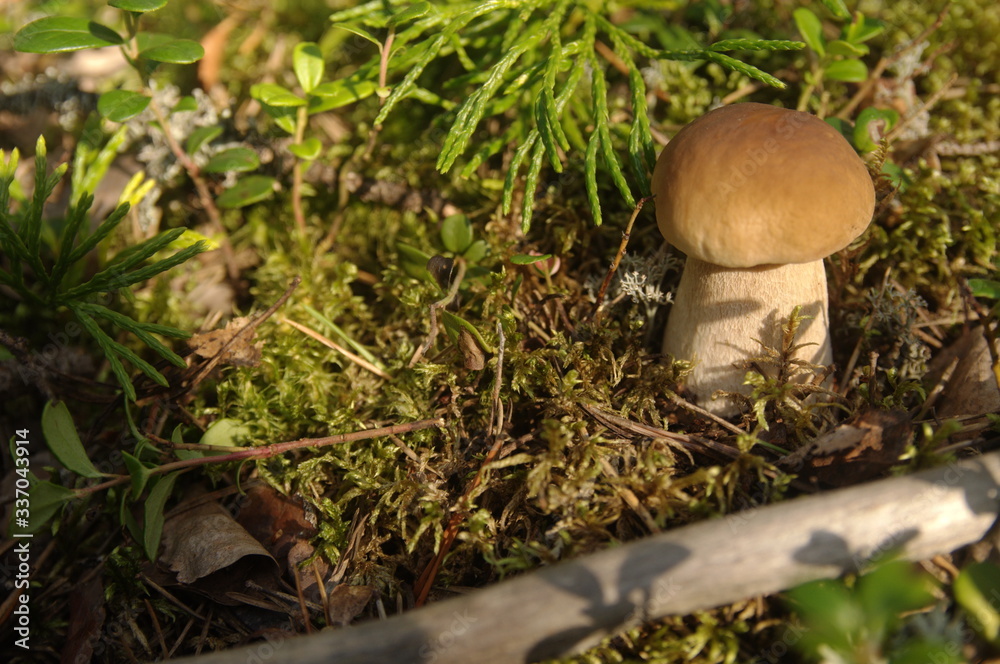 mushroom growing among moss in the forest mushroom growing among moss in the forest