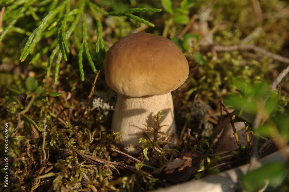 mushroom growing among moss in the forest mushroom growing among moss in the forest