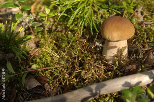 mushroom growing among moss in the forest