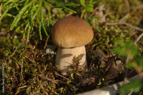 mushroom growing among moss in the forest