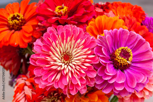 zinnias